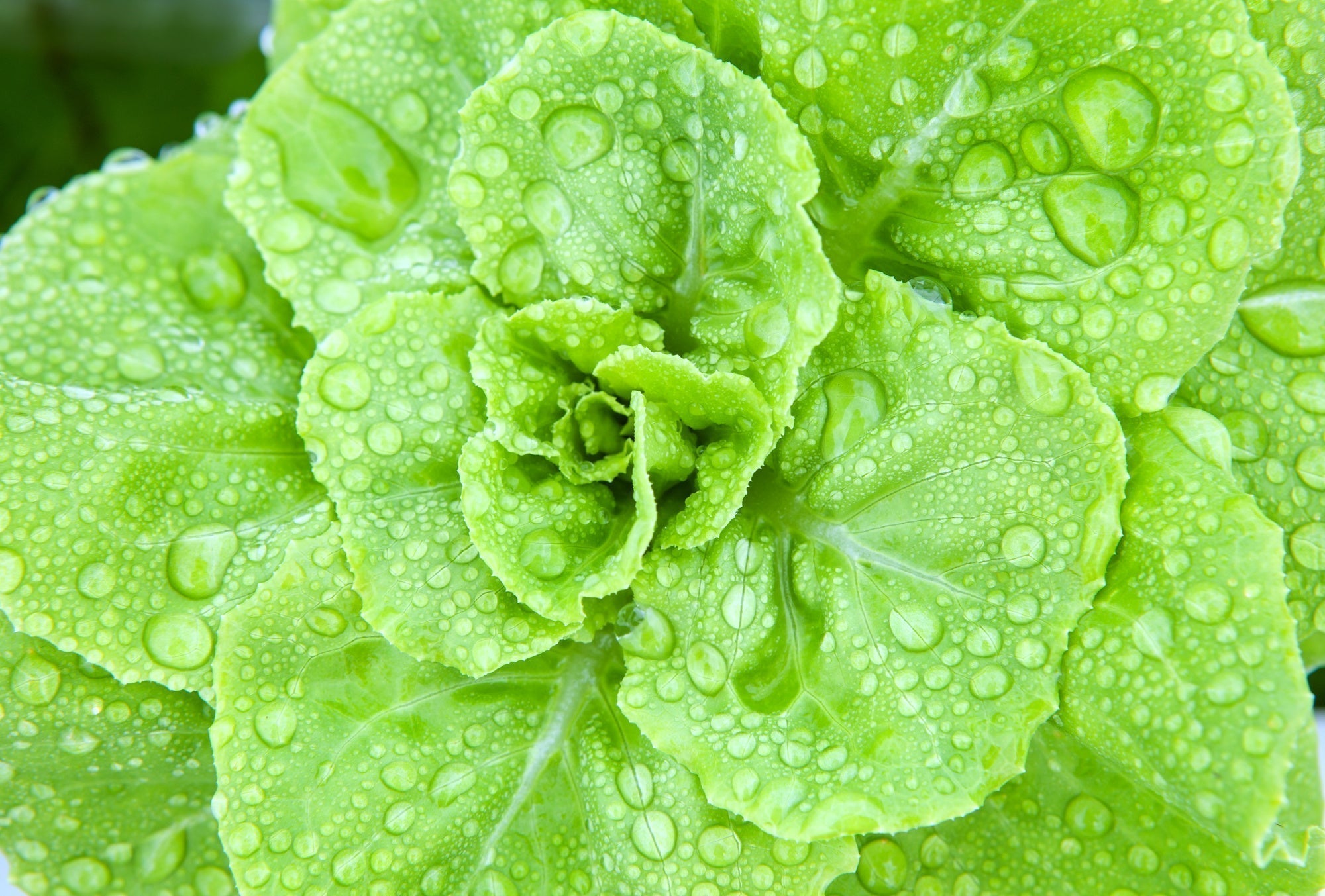 Growing Greener: RO Water for Hydroponics