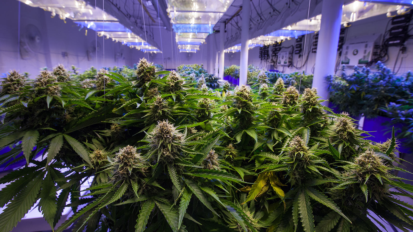 Reverse Osmosis Systems for Cannabis Hydroponics