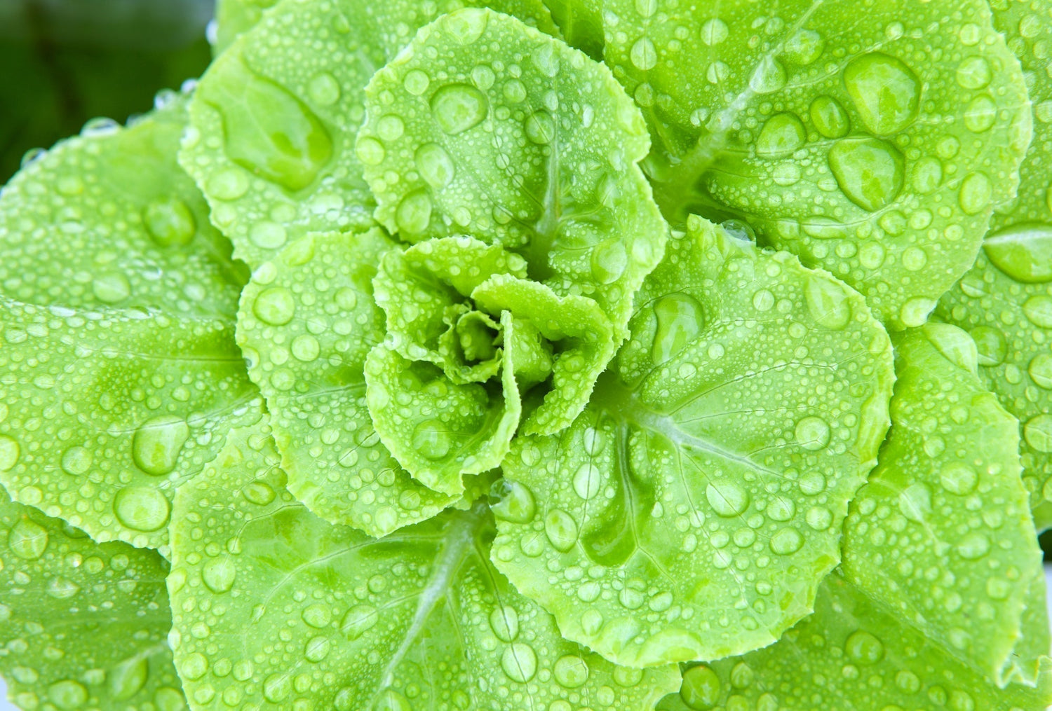 Growing Greener: RO Water for Hydroponics