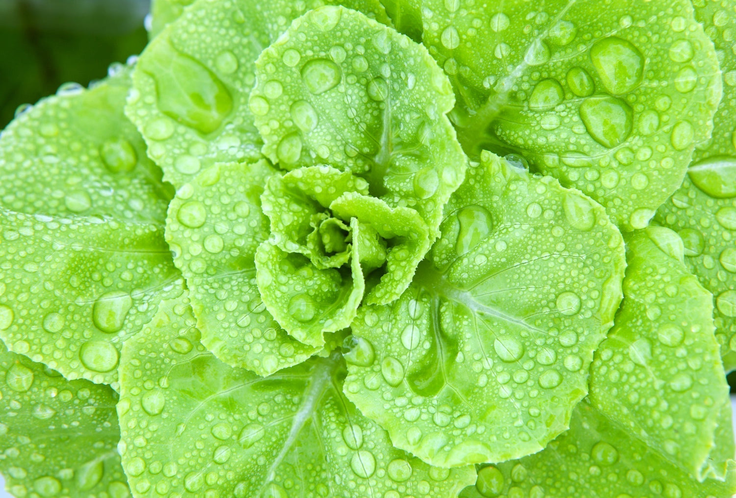 Growing Greener: RO Water for Hydroponics