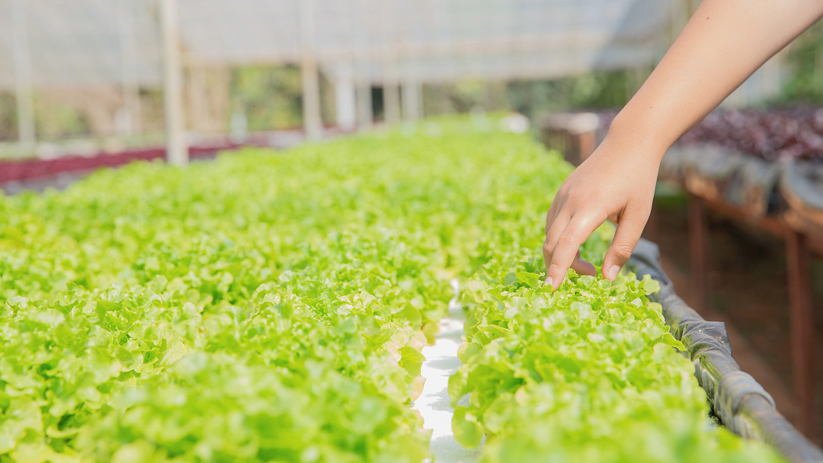 aquaponics with reverse osmosis water 