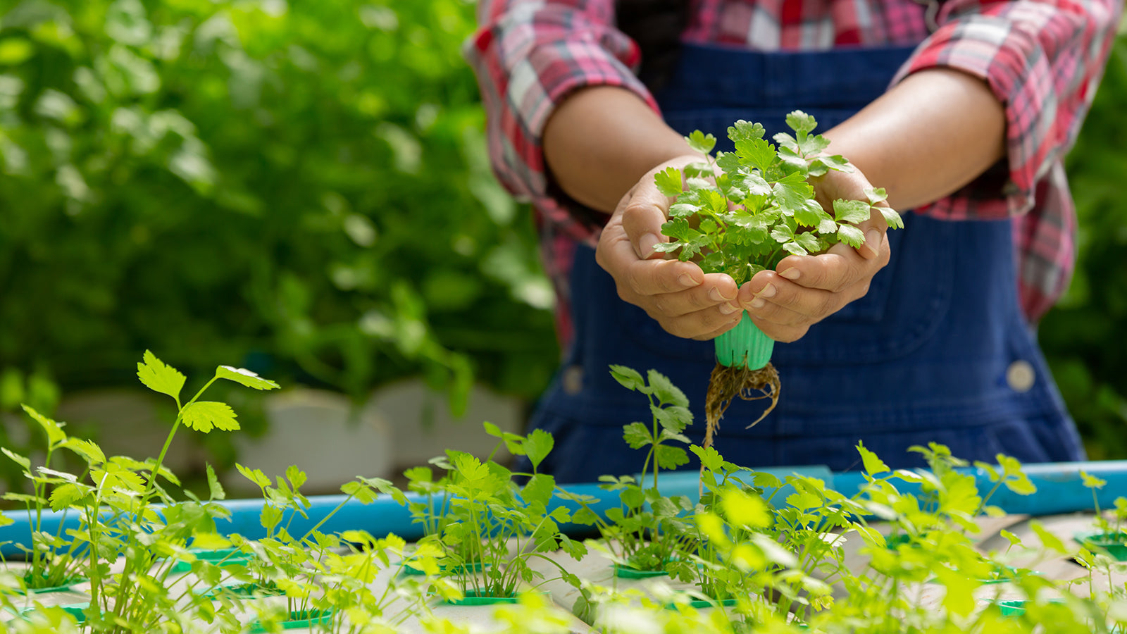 Hydroponics and Reverse Osmosis Water