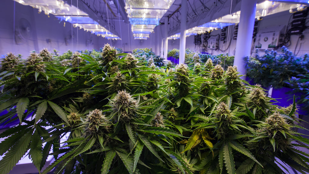 Cannabis Hydroponics